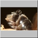 Schlupf eines Stylops-Maennchens 03.jpg